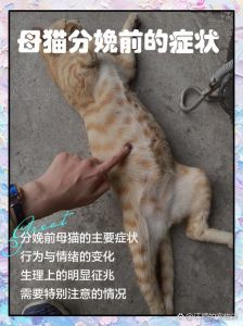 四岁的猫算大龄产妇吗_四岁猫咪生育正当年，健康是关键！