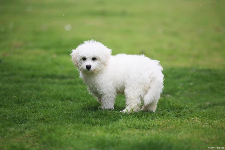 真后悔养了比熊犬_美丽背后的辛酸与挑战 真后悔养了比熊犬_美丽背后的辛酸与挑战