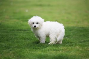 真后悔养了比熊犬_美丽背后的辛酸与挑战