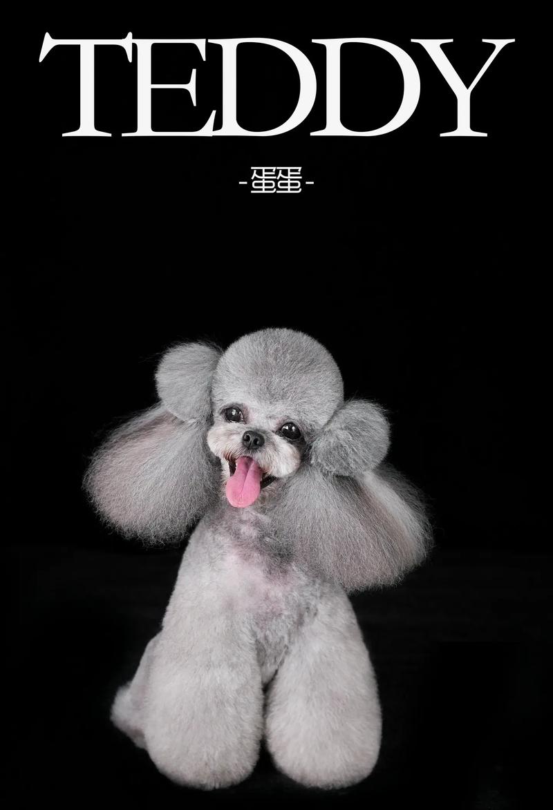 灰色泰迪为什么不建议养_灰色泰迪缺陷多难养贵,养宠需负责选健康 灰色泰迪为什么不建议养_灰色泰迪缺陷多难养贵,养宠需负责选健康