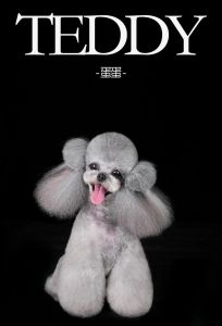 灰色泰迪为什么不建议养_灰色泰迪缺陷多难养贵，养宠需负责选健康