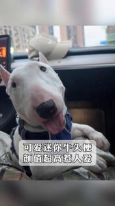 短卷毛脸像牛头梗是什么狗_牛头梗贝灵顿梗迷你牛头梗外貌性格