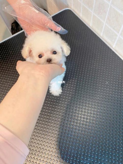 有白色泰迪嘛_美丽需精心打理 有白色泰迪嘛_美丽需精心打理