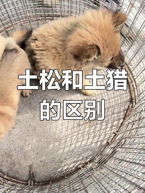 土猎犬的优点和缺点_忠诚猎犬,看家能手,需大空间 土猎犬的优点和缺点_忠诚猎犬,看家能手,需大空间