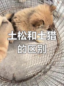 土猎犬的优点和缺点_忠诚猎犬，看家能手，需大空间
