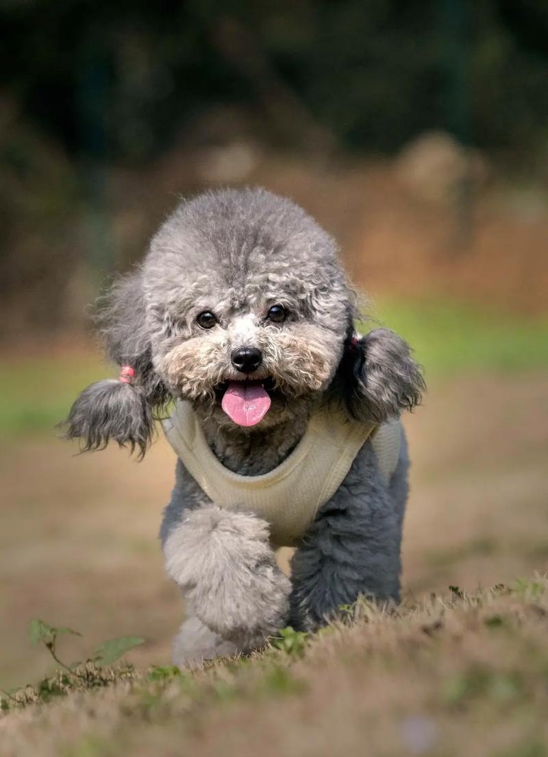 灰泰迪的优缺点_高级灰,聪明粘人,打理易但需陪伴 灰泰迪的优缺点_高级灰,聪明粘人,打理易但需陪伴