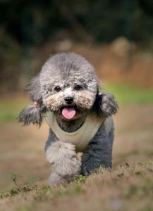 灰泰迪的优缺点_高级灰，聪明粘人，打理易但需陪伴