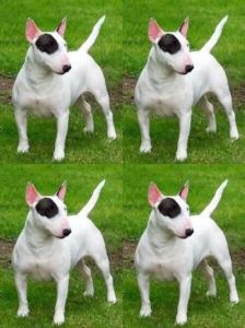 跟牛头梗很像的狗卷毛_优雅卷毛家庭犬