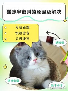 新来小猫半夜叫个不停怎么办_猫咪半夜叫？查原因给关爱！