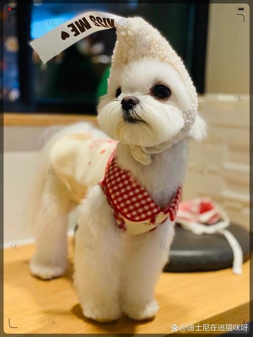 长得像泰迪的白色狗_纯洁美丽,聪明粘人,需细心护理 长得像泰迪的白色狗_纯洁美丽,聪明粘人,需细心护理