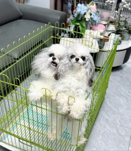 灰泰迪好还是灰白花好_泰迪幼黑长灰，贵有不同