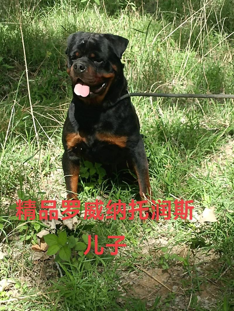 罗威纳犬禁养吗_因凶猛体型伤人风险大 罗威纳犬禁养吗_因凶猛体型伤人风险大