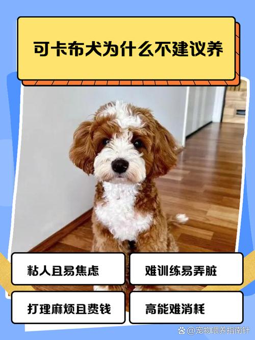 可卡犬为什么不建议养_可卡犬护理难,精力旺盛难管教,不适合新手养 可卡犬为什么不建议养_可卡犬护理难,精力旺盛难管教,不适合新手养