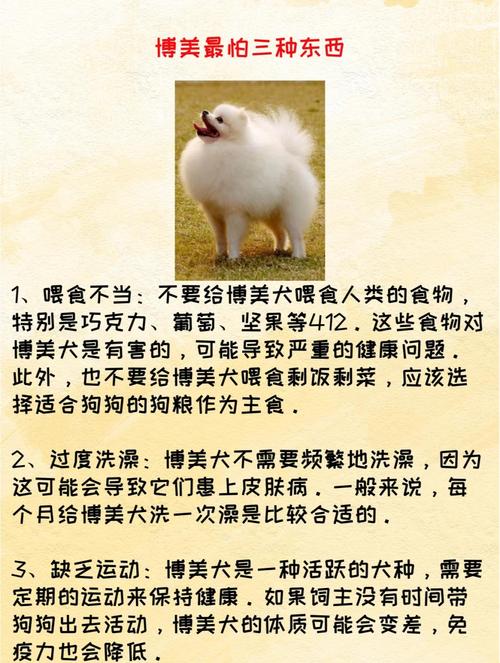 养博美犬的注意事项_科学喂养小技巧