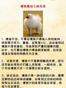 养博美犬的注意事项_科学喂养小技巧