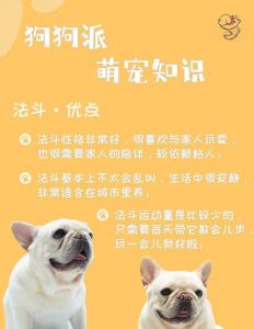 法斗犬为什么不建议养_健康差难养成本高