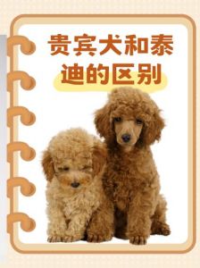 跟贵宾犬相似的犬有哪些_外貌性格护理大不同