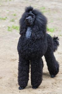 跟贵宾很像的狗_贵宾泰迪怎么分？体型性格护理大不同