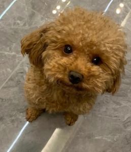 黑棕色泰迪是杂毛吗_纯正介绍与选购养护