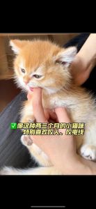 家养猫突然冲着主人叫咬人_猫咪突然咬人怎么办？原因与应对