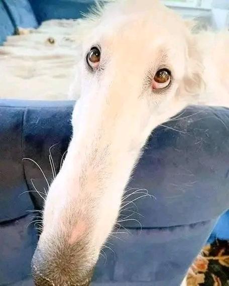 嘴和鼻子是肉色的狗是什么品种_狗狗鼻子肉色正常,与品种健康无关 嘴和鼻子是肉色的狗是什么品种_狗狗鼻子肉色正常,与品种健康无关