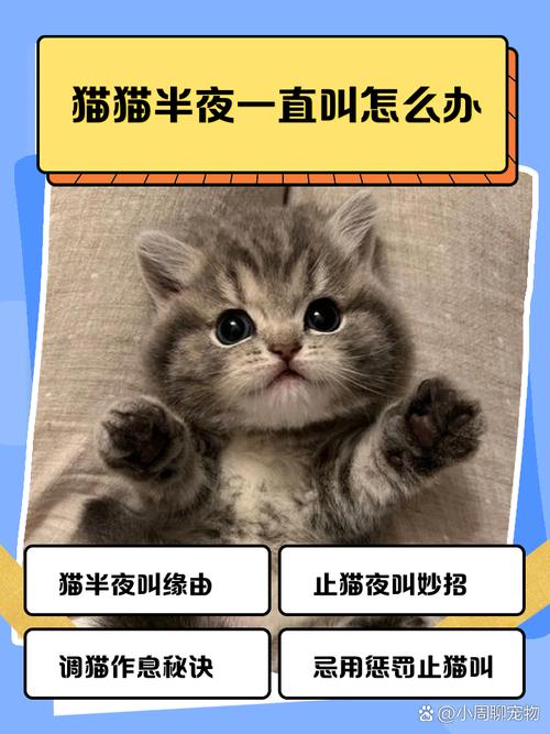 猫来新家叫了一整夜_新猫到家夜叫怎么办? 猫来新家叫了一整夜_新猫到家夜叫怎么办?