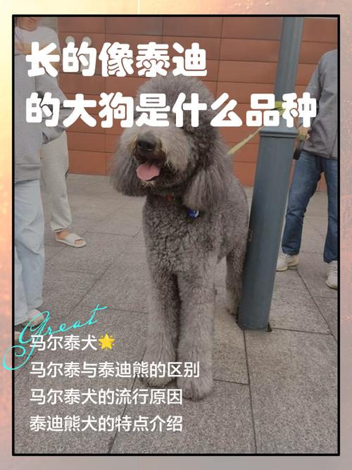 一种卷毛狗很像泰迪_大尺寸聪明犬,需精心照顾 一种卷毛狗很像泰迪_大尺寸聪明犬,需精心照顾