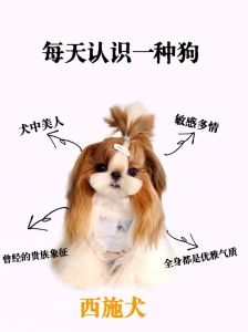 养西施犬的优缺点_适合家庭的小型伴侣犬