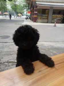 长得像泰迪的黑色卷毛狗_黑色卷毛狗与泰迪比熊贵宾可卡犬的相似与区别