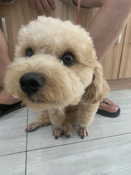 类似泰迪白色的小狗是什么_温顺可爱家庭好伙伴 类似泰迪白色的小狗是什么_温顺可爱家庭好伙伴