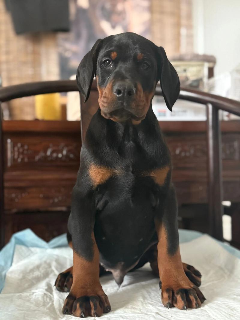 跟杜宾犬长得很像的狗_像杜宾的可爱犬种! 跟杜宾犬长得很像的狗_像杜宾的可爱犬种!