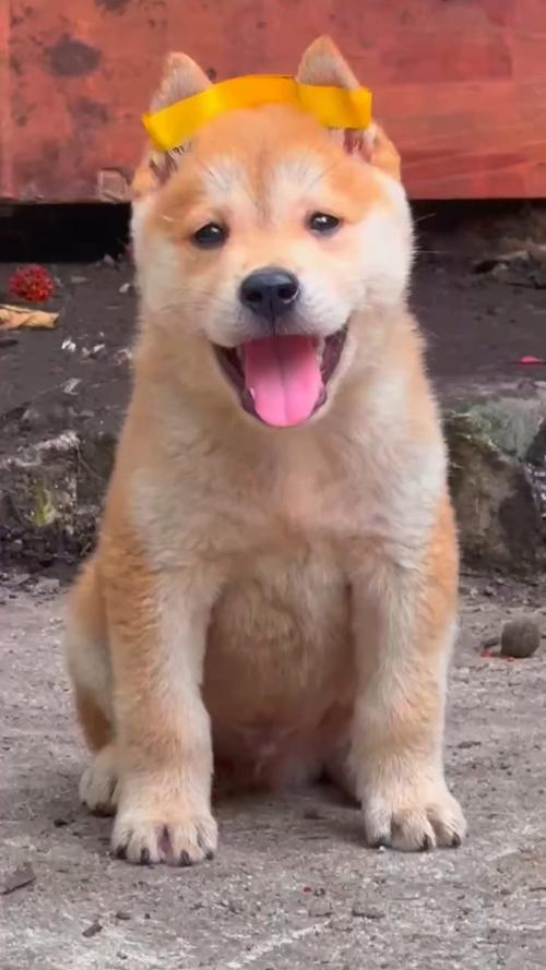 黄鼻子狗是什么品种的_稀有本土犬种,忠诚护家,守护田园珍宝 黄鼻子狗是什么品种的_稀有本土犬种,忠诚护家,守护田园珍宝