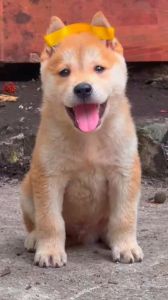 黄鼻子狗是什么品种的_稀有本土犬种，忠诚护家，守护田园珍宝