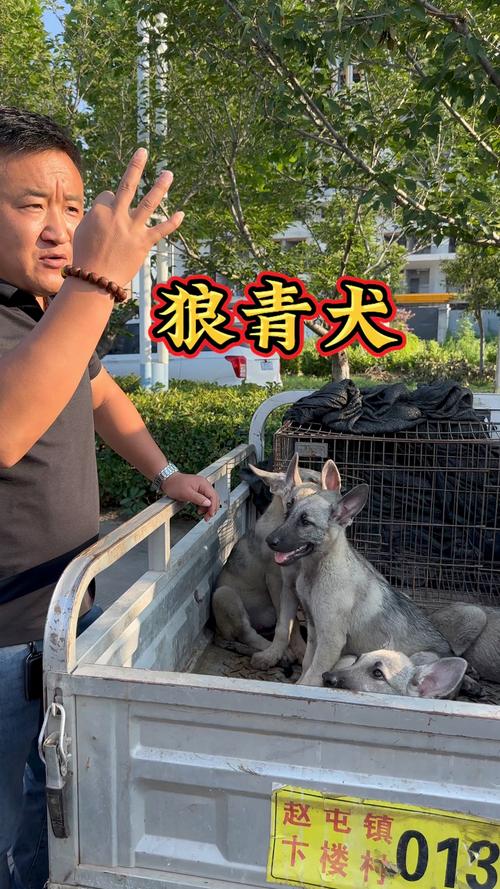 新版狼青犬的优缺点_忠诚看护犬,需精心饲养训练,适合农村生活 新版狼青犬的优缺点_忠诚看护犬,需精心饲养训练,适合农村生活