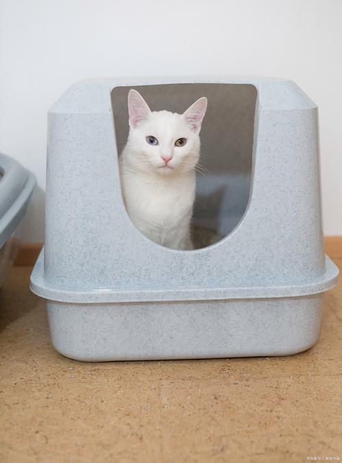 2只猫能用一个猫砂盆吗_两只猫别用一猫砂盆,分开放更卫生 2只猫能用一个猫砂盆吗_两只猫别用一猫砂盆,分开放更卫生
