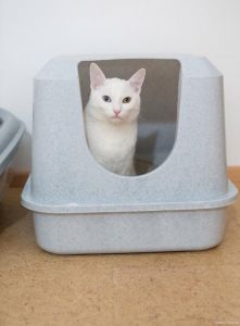 2只猫能用一个猫砂盆吗_两只猫别用一猫砂盆，分开放更卫生