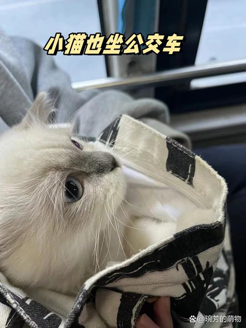 公交车上让带猫吗_公交带猫规定及注意事项 公交车上让带猫吗_公交带猫规定及注意事项