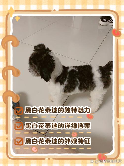 黑白花泰迪一般人养不起_纯度高难养,不适合没精力的人 黑白花泰迪一般人养不起_纯度高难养,不适合没精力的人