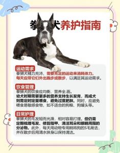 拳师犬为什么不建议养_运动健将，需经验主人心领