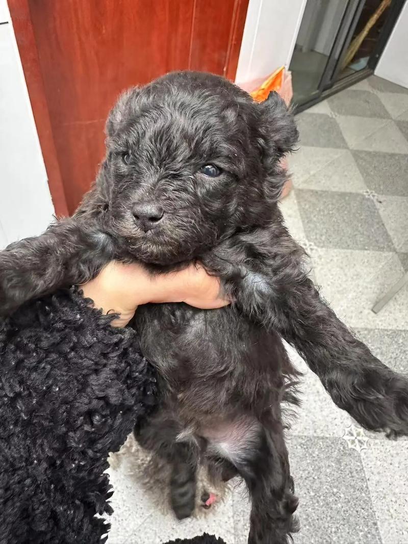 养灰泰迪的10大忠告_灰泰迪寿命12-15年，喂养护理需注意