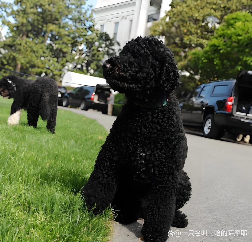 黄泰迪好还是黑泰迪好_选黄或黑,快乐陪伴! 黄泰迪好还是黑泰迪好_选黄或黑,快乐陪伴!