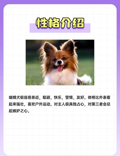 蝴蝶犬的优缺点_美丽粘人需细养 蝴蝶犬的优缺点_美丽粘人需细养