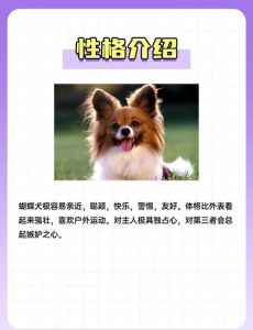 蝴蝶犬的优缺点_美丽粘人需细养