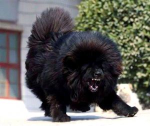 犬狗梗獒区别_不同犬种的特点