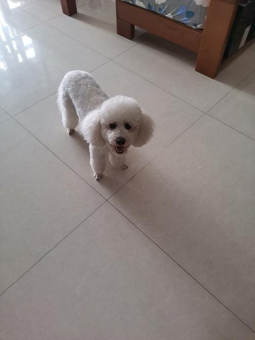 标准贵宾犬_毛发护理体型选择及日常照顾 标准贵宾犬_毛发护理体型选择及日常照顾