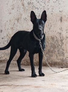 黑狼犬为什么不建议养_黑狼犬养护挑战多，需耐心空间食物