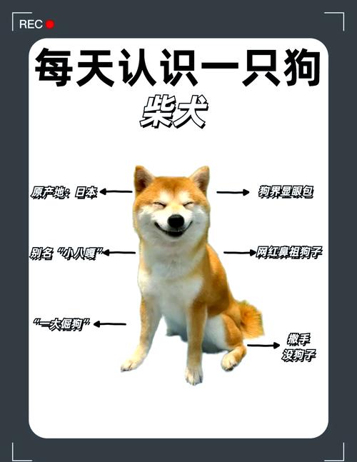柴犬这四个缺点你能接受吗_柴犬难养?耐心包容换忠诚! 柴犬这四个缺点你能接受吗_柴犬难养?耐心包容换忠诚!