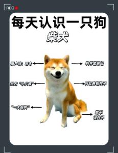 柴犬这四个缺点你能接受吗_柴犬难养？耐心包容换忠诚！