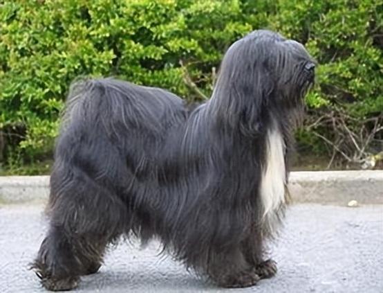 西藏梗有肉色的鼻子吗_独特长毛伴侣犬,聪明忠诚但需呵护 西藏梗有肉色的鼻子吗_独特长毛伴侣犬,聪明忠诚但需呵护