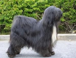 西藏梗有肉色的鼻子吗_独特长毛伴侣犬，聪明忠诚但需呵护